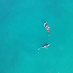 Megaptera novaeangliae at Peregian Beach, QLD - 17 Jul 2019 04:00 PM