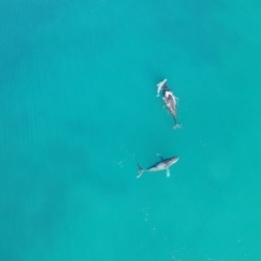 Megaptera novaeangliae (Humpback Whale) at Peregian Beach, QLD - 17 Jul 2019 by AaronClausen