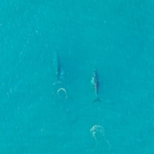 Megaptera novaeangliae at Peregian Beach, QLD - 18 Jul 2019 04:18 PM