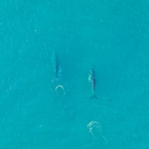 Megaptera novaeangliae at Peregian Beach, QLD - 18 Jul 2019