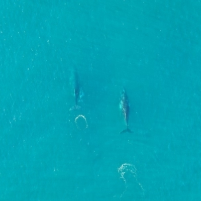 Megaptera novaeangliae (Humpback Whale) at Peregian Beach, QLD - 18 Jul 2019 by AaronClausen