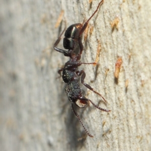 Rhytidoponera metallica at Hackett, ACT - 16 Jul 2019 12:37 PM