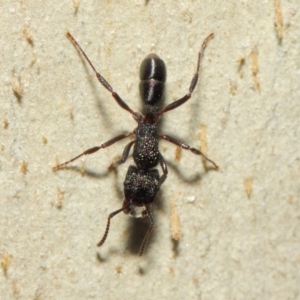 Rhytidoponera metallica at Hackett, ACT - 16 Jul 2019 12:37 PM