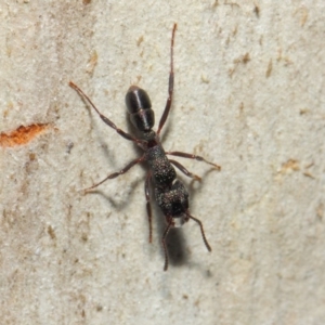 Rhytidoponera metallica at Hackett, ACT - 16 Jul 2019 12:37 PM