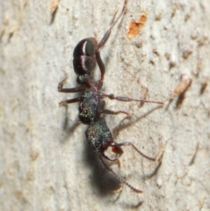 Rhytidoponera metallica at Hackett, ACT - 16 Jul 2019 12:37 PM