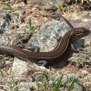 Liopholis whitii at Mount Clear, ACT - 13 Mar 2019