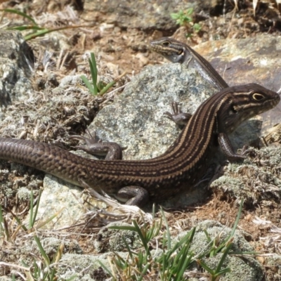 Liopholis whitii (White's Skink) at Namadgi National Park - 13 Mar 2019 by RobParnell