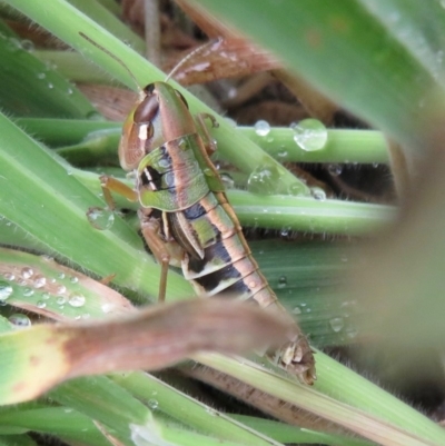 Kosciuscola cognatus (A grasshopper) at Namadgi National Park - 17 Mar 2019 by RobParnell