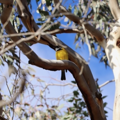 Pachycephala pectoralis (Golden Whistler) at The Fair, Watson - 18 Jul 2019 by Lisa.Jok