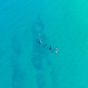 Megaptera novaeangliae at Castaways Beach, QLD - 19 Jul 2019 02:21 PM