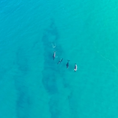 Megaptera novaeangliae (Humpback Whale) at Castaways Beach, QLD - 19 Jul 2019 by AaronClausen