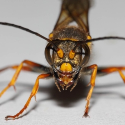 Sceliphron formosum (Formosum mud-dauber) at Evatt, ACT - 19 Dec 2017 by TimL