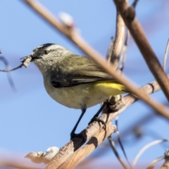 Acanthiza chrysorrhoa (Yellow-rumped Thornbill) at Kingston, ACT - 19 Jul 2019 by AlisonMilton