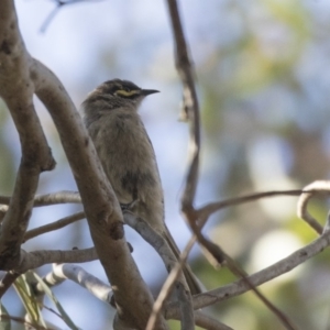 Caligavis chrysops at Fyshwick, ACT - 19 Jul 2019