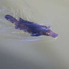 Ornithorhynchus anatinus (Platypus) at Campbell, ACT - 19 Jul 2019 by AlisonMilton