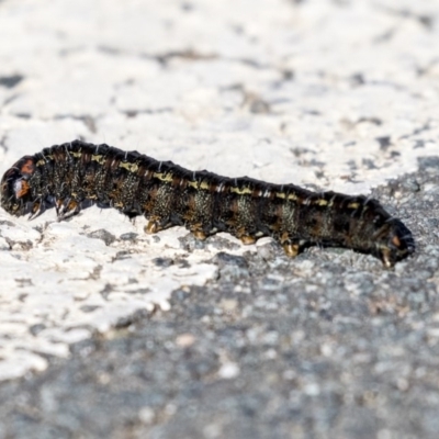 Apina callisto (Pasture Day Moth) at Campbell, ACT - 19 Jul 2019 by AlisonMilton