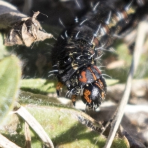 Apina callisto at Campbell, ACT - 19 Jul 2019