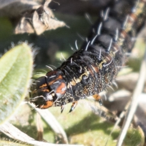 Apina callisto at Campbell, ACT - 19 Jul 2019