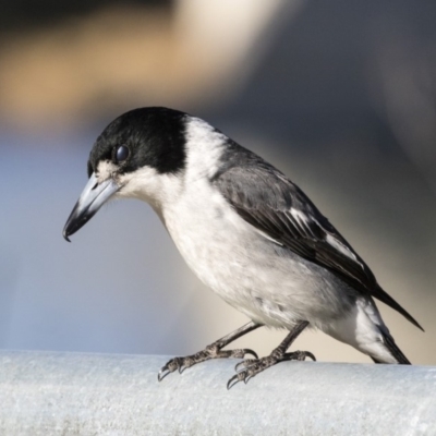 Cracticus torquatus (Grey Butcherbird) at Central Molonglo - 19 Jul 2019 by Alison Milton