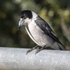 Cracticus torquatus at Campbell, ACT - 19 Jul 2019