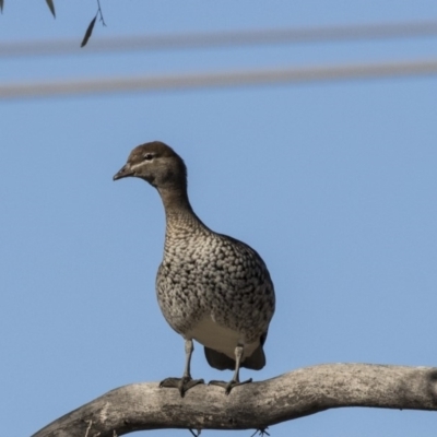 Chenonetta jubata (Australian Wood Duck) at Kingston, ACT - 19 Jul 2019 by AlisonMilton