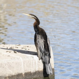 Anhinga novaehollandiae at Fyshwick, ACT - 19 Jul 2019