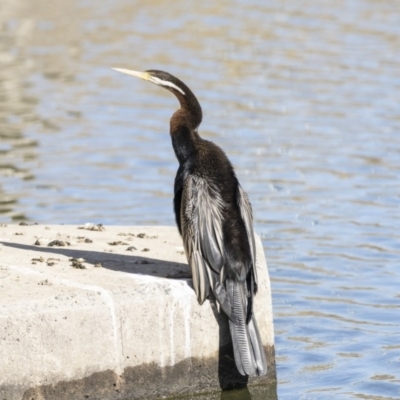 Anhinga novaehollandiae (Australasian Darter) at Fyshwick, ACT - 19 Jul 2019 by AlisonMilton
