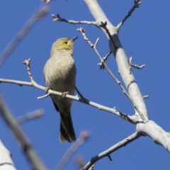 Ptilotula penicillata (White-plumed Honeyeater) at Pialligo, ACT - 19 Jul 2019 by AlisonMilton