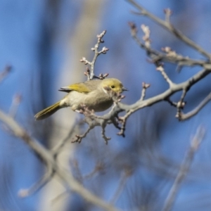 Ptilotula penicillata at Pialligo, ACT - 19 Jul 2019