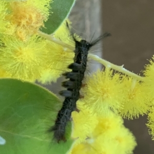 Orgyia anartoides at Reid, ACT - 19 Jul 2019 09:22 AM