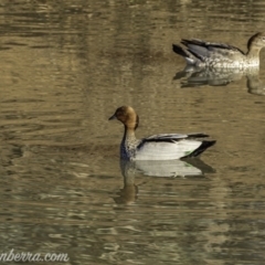 Chenonetta jubata (Australian Wood Duck) at Callum Brae - 13 Jul 2019 by BIrdsinCanberra