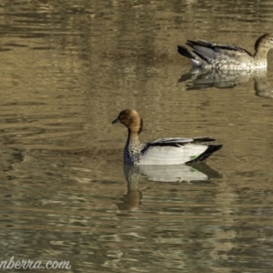 Chenonetta jubata at Jerrabomberra, ACT - 14 Jul 2019 08:27 AM