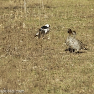 Chenonetta jubata at Jerrabomberra, ACT - 14 Jul 2019 08:27 AM