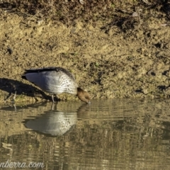 Chenonetta jubata at Jerrabomberra, ACT - 14 Jul 2019 08:27 AM