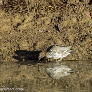 Chenonetta jubata at Jerrabomberra, ACT - 14 Jul 2019