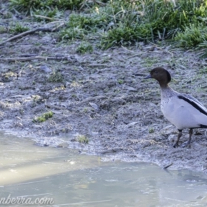 Chenonetta jubata at Jerrabomberra, ACT - 14 Jul 2019