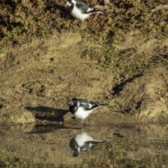 Grallina cyanoleuca (Magpie-lark) at Symonston, ACT - 14 Jul 2019 by JonSteinbeck