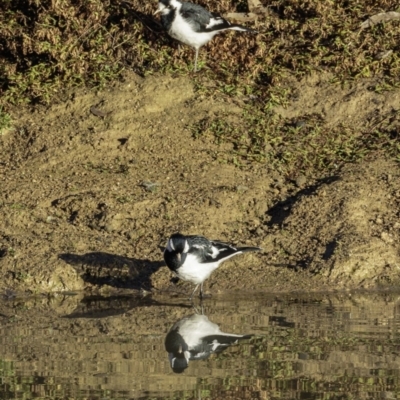 Grallina cyanoleuca (Magpie-lark) at Symonston, ACT - 14 Jul 2019 by JonSteinbeck