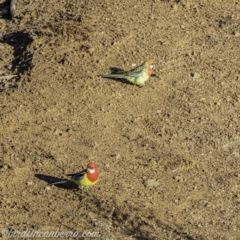 Platycercus eximius (Eastern Rosella) at Callum Brae - 13 Jul 2019 by BIrdsinCanberra