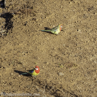 Platycercus eximius (Eastern Rosella) at Symonston, ACT - 14 Jul 2019 by JonSteinbeck