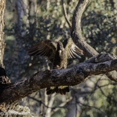 Zanda funerea (Yellow-tailed Black-Cockatoo) at Symonston, ACT - 14 Jul 2019 by JonSteinbeck