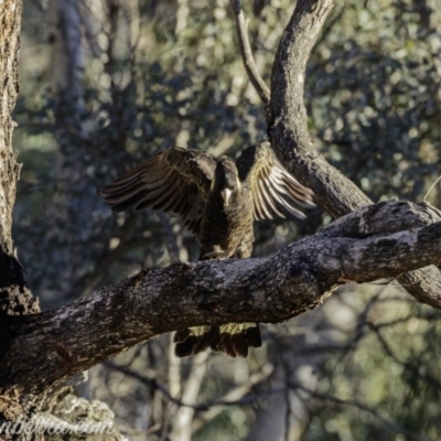 Zanda funerea (Yellow-tailed Black-Cockatoo) at Callum Brae - 13 Jul 2019 by BIrdsinCanberra