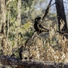 Zanda funerea at Symonston, ACT - 14 Jul 2019 08:34 AM