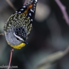 Pardalotus punctatus (Spotted Pardalote) at Deakin, ACT - 15 Jul 2019 by JonSteinbeck
