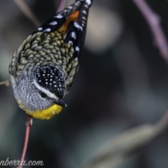 Pardalotus punctatus (Spotted Pardalote) at Deakin, ACT - 15 Jul 2019 by BIrdsinCanberra