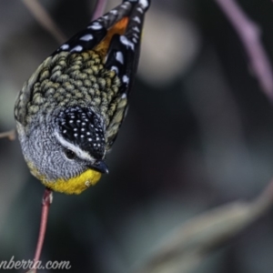 Pardalotus punctatus at Deakin, ACT - 15 Jul 2019 08:09 AM