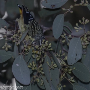 Pardalotus punctatus at Deakin, ACT - 15 Jul 2019 08:09 AM