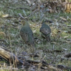 Ptilonorhynchus violaceus (Satin Bowerbird) at Hughes, ACT - 14 Jul 2019 by BIrdsinCanberra