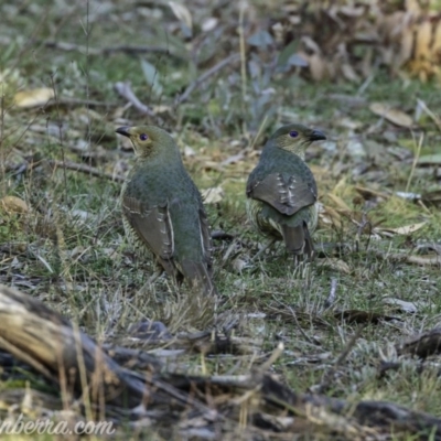Ptilonorhynchus violaceus (Satin Bowerbird) at Hughes, ACT - 15 Jul 2019 by JonSteinbeck