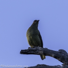 Ptilonorhynchus violaceus at Hughes, ACT - 15 Jul 2019